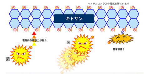 キトイオンのメカニズム